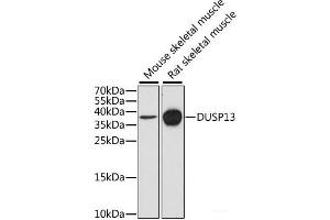 Western blot analysis of extracts of various cell lines using DUSP13 Polyclonal Antibody at dilution of 1:1000. (DUSP13 抗体)