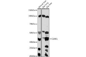 Western blot analysis of extracts of various cell lines, using C5 antibody (ABIN6127535, ABIN6137777, ABIN6137778 and ABIN6219037) at 1:1000 dilution. (C5AR1 抗体  (AA 250-350))