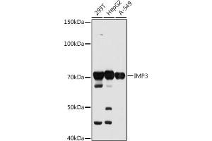 Western blot analysis of extracts of various cell lines, using IMP3 antibody (ABIN7267904) at 1:1000 dilution. (IGF2BP3 抗体)