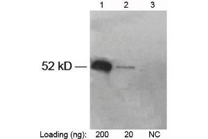 Lane 1-2: V5-tag fusion protein in Hela cell lysate (~52 kD) Lane 3: Negative Hela cell lysate Primary antibody: 1 µg/mL Rabbit Anti-V5-tag [HRP] Polyclonal Antibody (ABIN398544) The signal was developed with LumiSensorTM HRP Substrate Kit (ABIN769939)