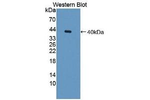 Detection of Recombinant GAL8, Mouse using Polyclonal Antibody to Galectin 8 (GAL8) (LGALS8 抗体  (AA 1-316))