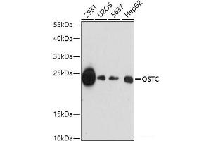 Western blot analysis of extracts of various cell lines using OSTC Polyclonal Antibody at dilution of 1:1000. (OSTC 抗体)