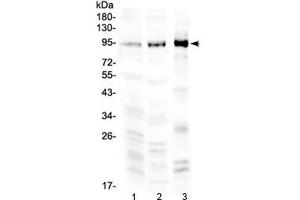 Western blot testing of 1) rat brain, 2) mouse brain and 3) human COLO 320 lysate with NPAS2 antibody at 0. (NPAS2 抗体)