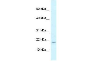 Western Blot showing Rbm3 antibody used at a concentration of 1. (RBM3 抗体  (N-Term))