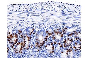 Immunohistochemistry analysis of paraffin-embedded mouse jejunum(intraperitoneal injection BrdU every 2 hours for 4 times) using Brdu Monoclonal Antibody at dilution of 1:300. (BrdU 抗体)