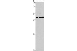 Western Blotting (WB) image for anti-V-Crk Sarcoma Virus CT10 Oncogene Homolog (Avian)-Like (CRKL) antibody (ABIN2432887) (CrkL 抗体)