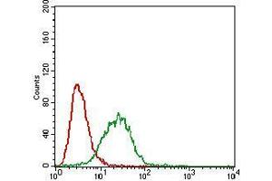 Flow cytometric analysis of A549 cells using CAV2 mouse mAb (green) and negative control (red). (Caveolin 2 抗体  (AA 1-86))