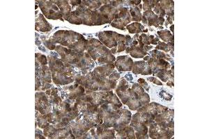 Immunohistochemical staining of human pancreas with TMED7-TICAM2 polyclonal antibody  shows strong cytoplasmic positivity in exocrine glandular cells. (TMED7 抗体)