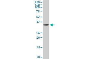 TNFRSF14 MaxPab polyclonal antibody. (HVEM 抗体  (AA 1-283))