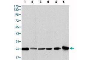 Western blot analysis using GSTM1 monoclonal antibody, clone 1H4F2  against MCF-7 (1) , PC-12 (2) , Jurkat (3) , HeLa (4) , HL7702 (5) and HepG2 (6) cell lysate. (GSTM1 抗体)