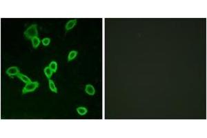 Immunofluorescence (IF) image for anti-Leucine-Rich Repeat-Containing G Protein-Coupled Receptor 6 (LGR6) (AA 471-520) antibody (ABIN2890888) (LGR6 抗体  (AA 471-520))