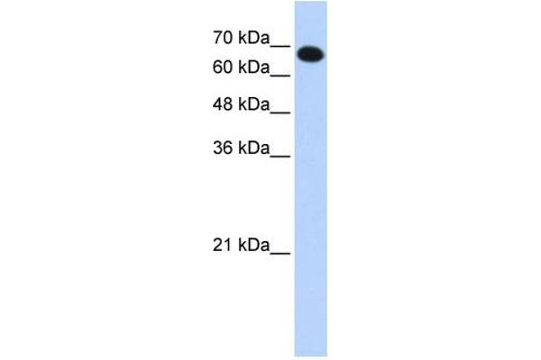 CCDC38 抗体  (N-Term)