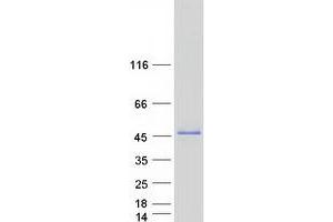 Western Blotting (WB) image for Pseudouridylate Synthase 1 (PUS1) (Transcript Variant 2) protein (Myc-DYKDDDDK Tag) (ABIN2730182)