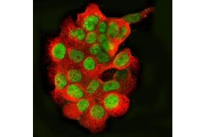 IF analysis of TLS/FUS using anti-TLS/FUS antibody (ABIN7603099) and anti-Tubulin alpha antibody .