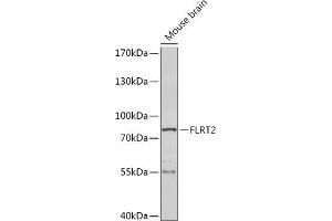 Western blot analysis of extracts of Mouse brain, using FLRT2 antibody (ABIN7267195) at 1:1000 dilution. (FLRT2 抗体)