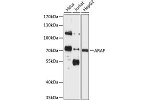 Western blot analysis of extracts of various cell lines, using ARAF antibody (ABIN1678493, ABIN3015104, ABIN3015105 and ABIN6213650) at 1:1000 dilution. (ARAF 抗体  (AA 371-606))