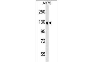 Western blot analysis in A375 cell line lysates (35ug/lane). (OSBPL6 抗体  (C-Term))