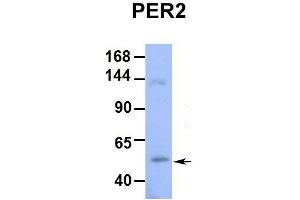 Western Blotting (WB) image for anti-Period Circadian Protein 2 (PER2) (Middle Region) antibody (ABIN2781189)