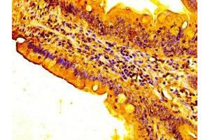 IHC image of ABIN7153426 diluted at 1:300 and staining in paraffin-embedded human small intestine tissue performed on a Leica BondTM system. (FUT3 抗体  (AA 83-187))