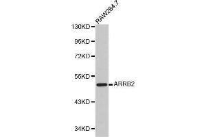 Western blot analysis of RAW264. (Arrestin 3 抗体  (AA 300-400))