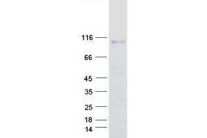 Integrin beta 7 Protein (ITGB7) (Myc-DYKDDDDK Tag)