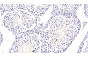 Detection of NSE in Mouse Testis Tissue using Polyclonal Antibody to Enolase, Neuron Specific (NSE)