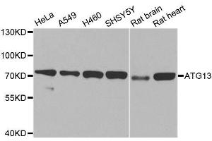 Western blot analysis of extracts of various cell lines, using ATG13 antibody. (ATG13 抗体  (AA 281-480))