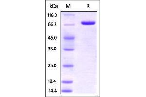 Human Nectin-2, Fc Tag on SDS-PAGE under reducing (R) condition.