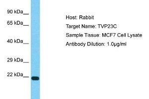 Host: Rabbit Target Name: TVP23C Sample Type: MCF7 Whole Cell lysates Antibody Dilution: 1. (TVP23C/FAM18B2 抗体  (Middle Region))