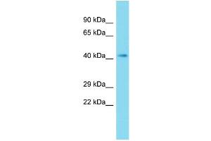 Host: Rabbit Target Name: CNPPD1 Sample Type: Fetal Liver lysates Antibody Dilution: 1. (C2orf24 抗体  (N-Term))