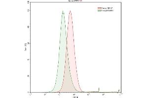 Detection of SPHK1 in Raji human Burkitt's lymphoma cell line using Polyclonal Antibody to Sphingosine Kinase 1 (SPHK1) (SPHK1 抗体  (AA 148-398))