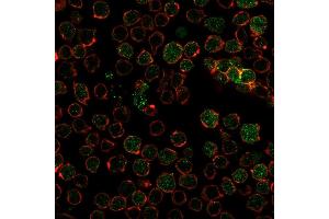 Immunofluorescence Analysis of PFA-fixed Ramos cells labeling PU.