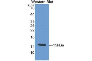 Western Blotting (WB) image for anti-Thyroid Stimulating Hormone, beta (TSHB) (AA 21-138) antibody (ABIN2117736) (TSHB 抗体  (AA 21-138))