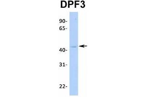 Host:  Rabbit  Target Name:  DPF3  Sample Type:  MCF7  Antibody Dilution:  1. (DPF3 抗体  (Middle Region))