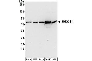 Western Blotting (WB) image for anti-3-Hydroxy-3-Methylglutaryl-CoA Synthase 1 (Soluble) (HMGCS1) (AA 470-520) antibody (ABIN7450330)