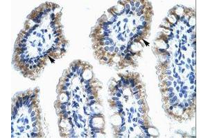 Image no. 1 for anti-Annexin A4 (ANXA4) (AA 31-80) antibody (ABIN202237) (Annexin IV 抗体  (AA 31-80))