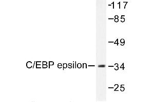Image no. 1 for anti-CCAAT/enhancer Binding Protein (C/EBP), epsilon (CEBPE) antibody (ABIN272001) (CEBPE 抗体)