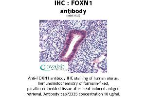 Image no. 1 for anti-Forkhead Box N1 (FOXN1) (AA 585-648) antibody (ABIN1734420) (FOXN1 抗体  (AA 585-648))