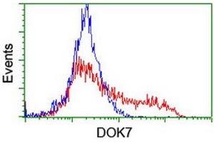 HEK293T cells transfected with either RC219267 overexpress plasmid (Red) or empty vector control plasmid (Blue) were immunostained by anti-DOK7 antibody (ABIN2455832), and then analyzed by flow cytometry. (DOK7 抗体)