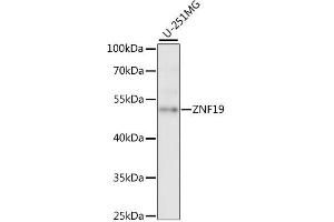 Western blot analysis of extracts of U-251MG cells, using ZNF19 antibody (ABIN6291091) at 1:1000 dilution. (ZNF19 抗体)