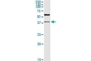 TRIM63 MaxPab rabbit polyclonal antibody. (TRIM63 抗体  (AA 1-353))