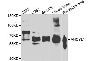 Western blot analysis of extracts of various cell lines, using AHCYL1 antibody (ABIN5975313) at 1/1000 dilution. (AHCYL1 抗体)