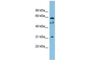 Image no. 1 for anti-Chromosome 20 Open Reading Frame 132 (C20orf132) (AA 323-372) antibody (ABIN6745041) (C20orf132 抗体  (AA 323-372))