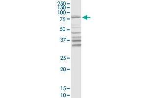 DARS2 MaxPab rabbit polyclonal antibody. (DARS2 抗体  (AA 1-645))