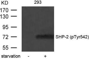 Western Blotting (WB) image for anti-Protein tyrosine Phosphatase, Non-Receptor Type 11 (PTPN11) (pTyr542) antibody (ABIN7139025)