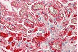 ABIN1782152 (5µg/ml) staining of paraffin embedded Human Kidney. (Fibrinogen beta Chain 抗体  (AA 177-190))