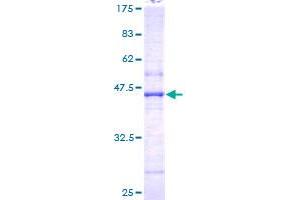 NAT5 Protein (AA 1-178) (GST tag)