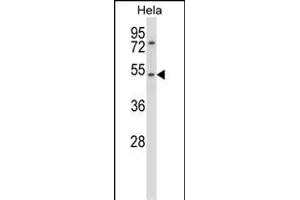 CHRNA7 Antibody (N-term) (ABIN657819 and ABIN2846786) western blot analysis in Hela cell line lysates (35 μg/lane). (CHRNA7 抗体  (N-Term))