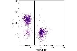 BALB/c mouse splenocytes were stained with Mouse Anti-Mouse CD19-FITC. (CD19 抗体  (FITC))