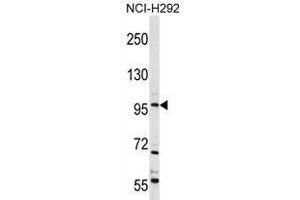 TRPC4 Antibody (C-term) western blot analysis in NCI-H292 cell line lysates (35 µg/lane). (TRPC4 抗体  (C-Term))